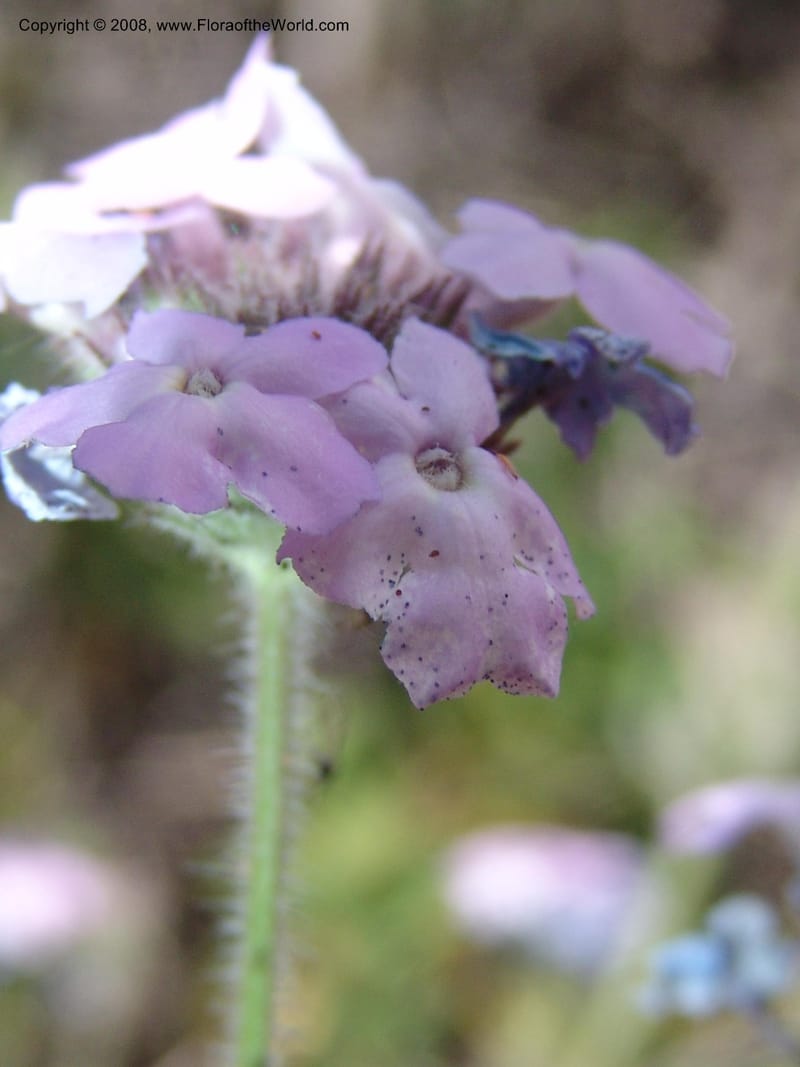 Verbena gooddingii--AZ. Coconino C. Hwy 89A. Oak Cr Can,  Midgley Bridge. 14 May 05. 070.jpg