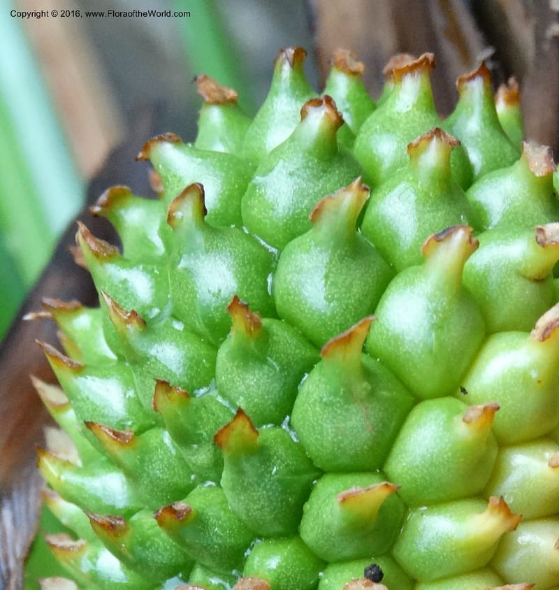 Pandanus borneensis, Callmander, M 1186--Sabah. G. Silam. 1 Oct 2014. DSC00937 (181).JPG