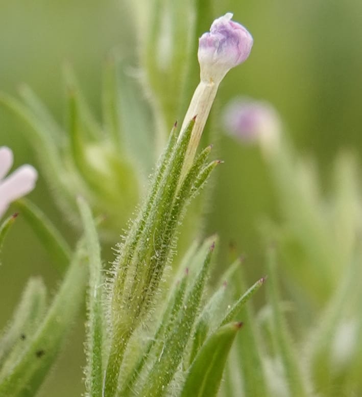 Microsteris gracilis, C. Davidson 13756--Oregon. Wallowa Co. Zumwalt.Trail Cr. Rd. 4 Jun 2018. DSC04078 (235).JPG