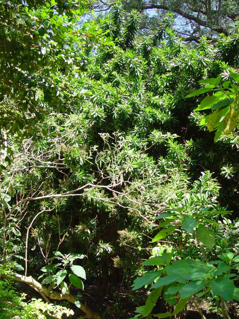 Dracaena reflexa--FL. Fairchild Tropical  Gard. 6 Apr 03. 163.jpg
