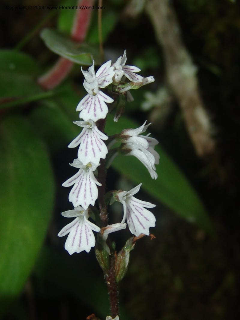 Holothrix holoceras--So.Africa. Mpumal. Buffelskloof Private Nat. Res. 17 Mch 05. 403.jpg