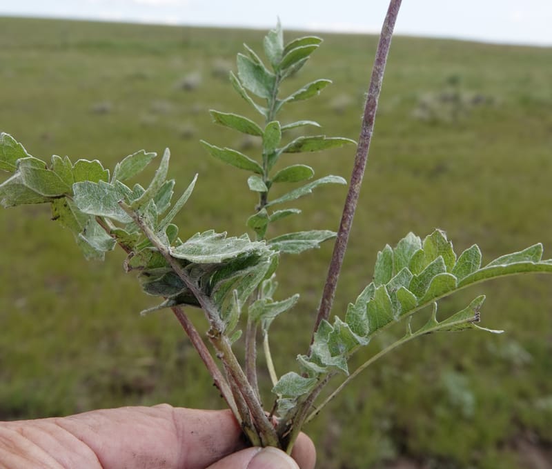 Balsamorhiza incana, C. Davidson 13776--Oregon. Wallowa Co. Trail Cr. Rd. Stop 1. 5 Jun 2018. DSC04910 (42).JPG