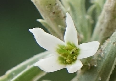 Enicostema axillare., L. Nanyeni 1275--Namibia. Hwy D2859. Odom 418. 30 March 2018. DSC04324 (180).JPG