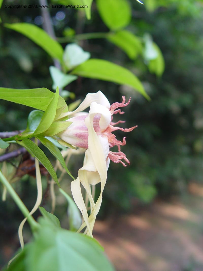 Strophanthus--Ghana. Aburi Botanic Garden. 10 Dec 03. 157.jpg