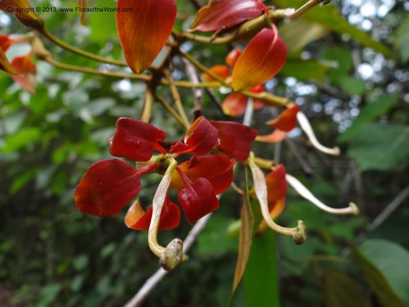 Bauhinia kockiana, SAN.153247--Malaysia, Sabah. Tawai For. Res. 9 Apr 2012. DSC07890 (11).JPG