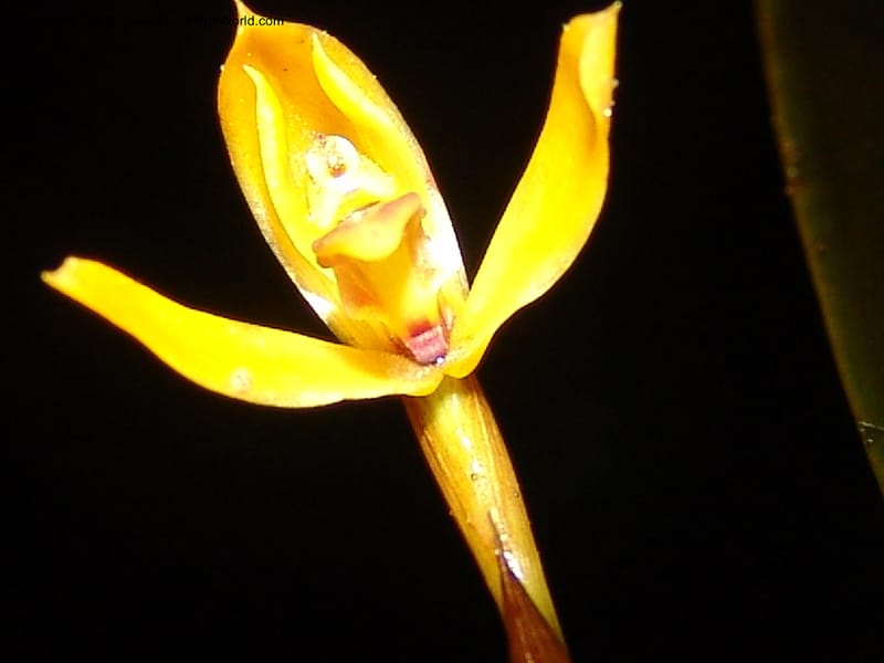 DNeill15753--Ecuador. Prov. Zamora Ch. Silica Mine, Las Orquideas. 15 Sep 07. 658.jpg