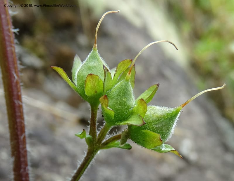 Scrophularia chrysantha, Davidson, C 12494--Georgia (Caucasus). Koslitavi, branch of Merisi Gorge. 11 Jun 2014. DSC08456 (182).JPG