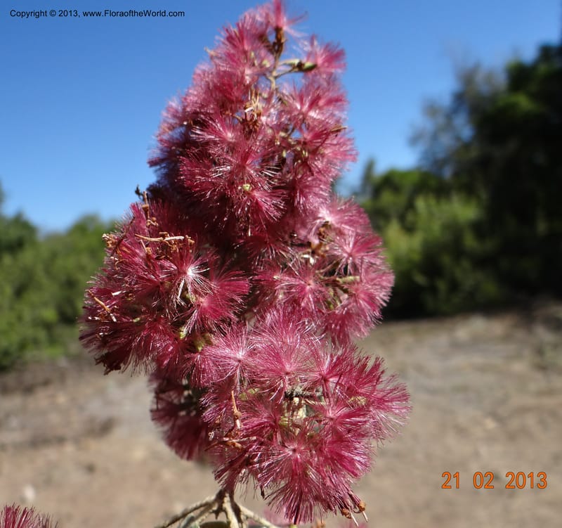 Proustia pyrifolia, W. D. Stevens 34170--Chile, E of San Clemente. 21 Feb 2013  9440 (17).JPG