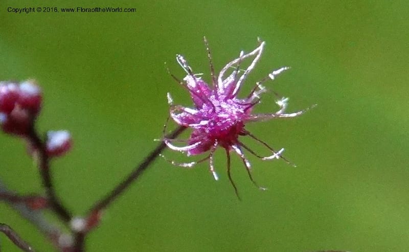 Sciaphila, Davidson, C 12754--Sabah. Hampuan FR. 13 Oct 2014. DSC04689 (91).JPG