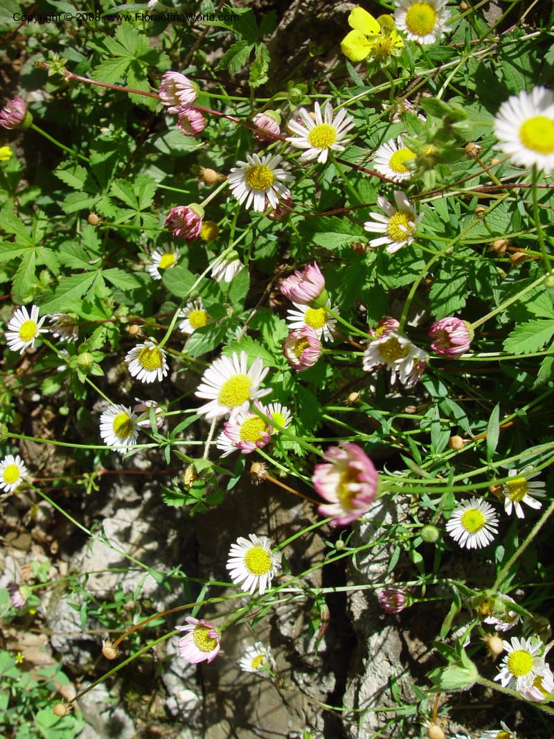 Erigeron karvinskianus--Italy. Univ. Fir., Giardino dei Simplici, Florence. 22 May 03.  (1).jpg