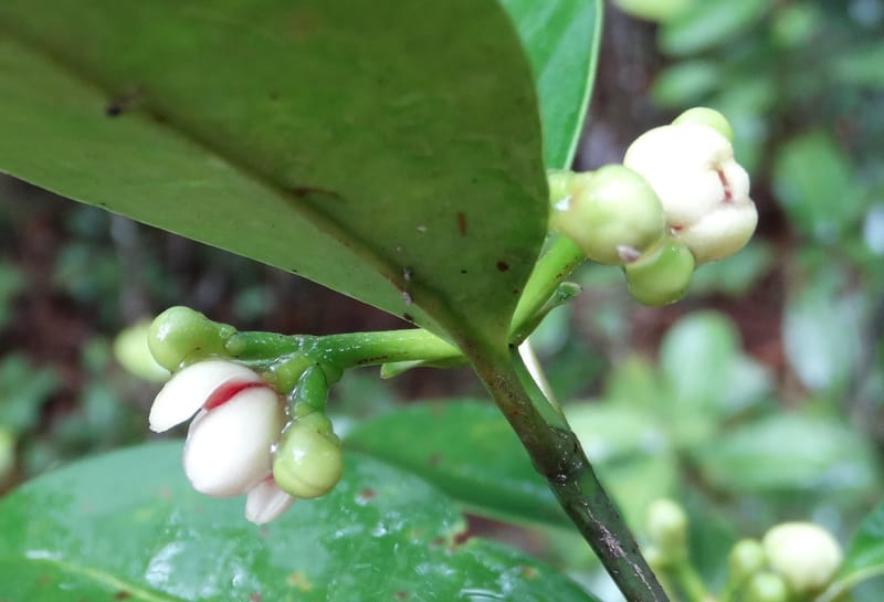 Garcinia, Lowry, P 7405--New Caledonia. Creek Hervouet. 19 Nov 2015. DSC03817 (96).JPG