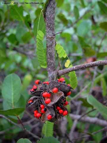 Abrus precatorius--Fl. St. Lucie Co. N of Ft. Pierce. 17 Jan 03. 035.jpg