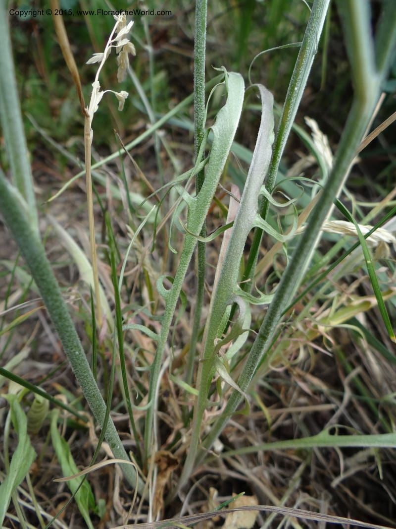 Crepis atribarba, Mansfield, D 12-659--ID. Bear Lake Co. Mt. Sherman. 13 Jul 2012. (11).JPG