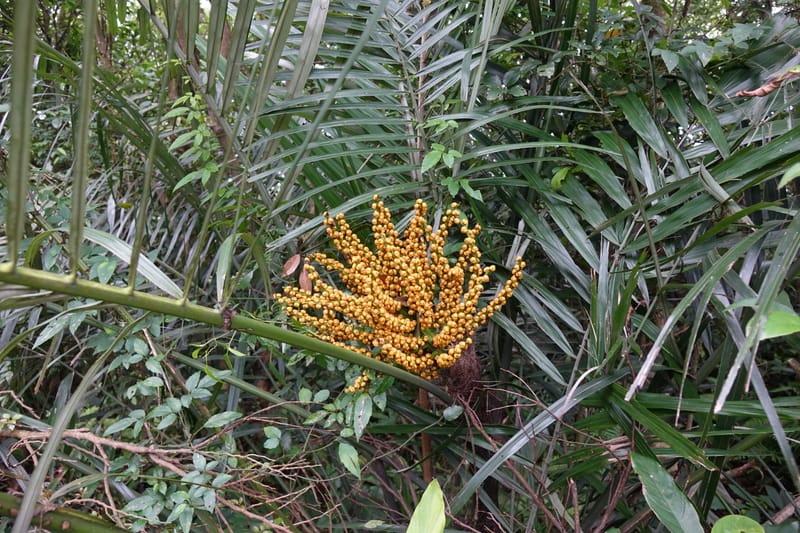 Arenga engleri, not collected--Taiwan. Hodong Village. Jinzibei Historical Trail. 19 May 2016.  (109).JPG