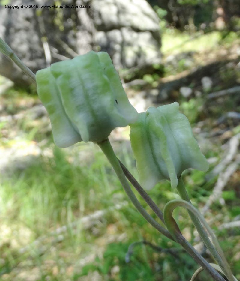 Fritillaria atropurpurea, Davidson, C 12560--Idaho. Valley Co. Payette Lake. Sylvan Beach. 12 Jul 2014. DSC09429 (76).JPG