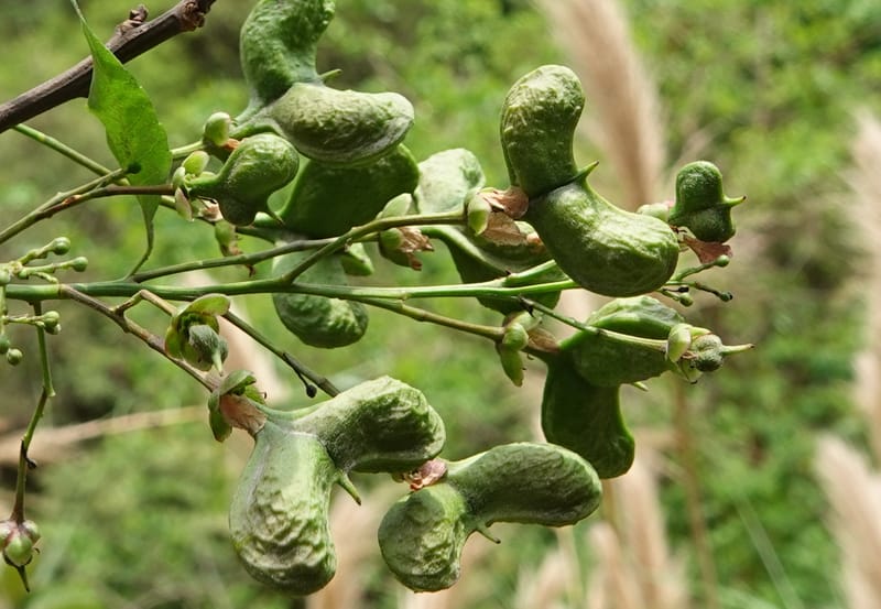 Delavaya toxocarpa, D. Boufford 44087--China. Yunnan. Xinshao Village. 28 Apr 2018. DSC00001 (17).JPG