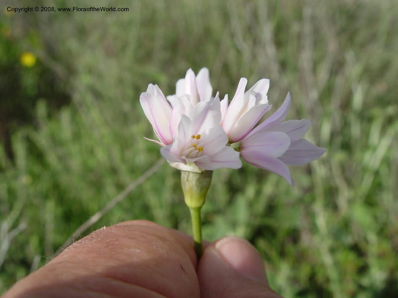 Allium roseum--Spain. Almeria Prv. Cantera de los Yesos, off AL140. 16 Apr 04. 136.jpg