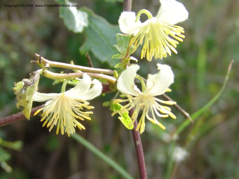 Clematis brachiata--So.Africa. E. Cape. Waringham Farm, Quanti Area, Stut. 8 Mch 05. 453.jpg