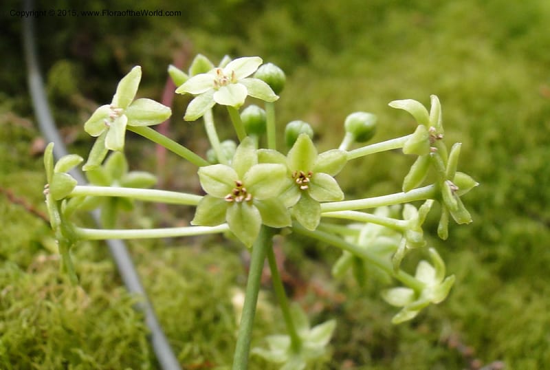 Smilax, Regalado 1897--Viet Nam. Hon Ba Nature Res. 12 May 2011. 223 (4).jpg