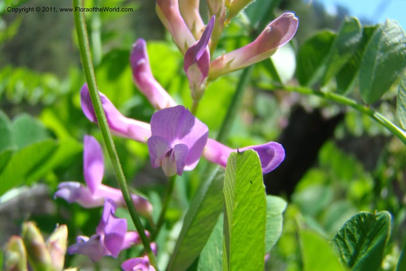 Vicia americana, C. Davidson 11391--Idaho. Idaho Co. Salmon River. Shepp Ranch. 28 May 2009. 163.jpg