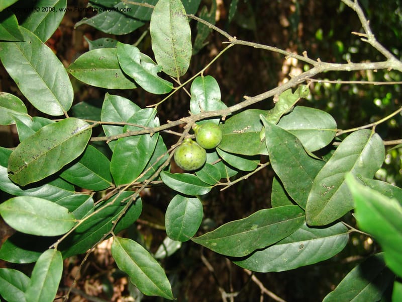 Diospyros, MLeal1141--Gabon. Prov. Ogooue-Iv. Res. Lope. Sommet Main. 19 Apr 06. 191.jpg