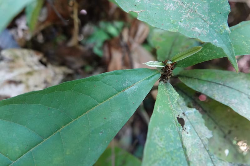 Poggea alata, C. Davidson 13956--Gabon. Arb. Sibang. 5 Nov. 2018. DSC02235 (58).JPG