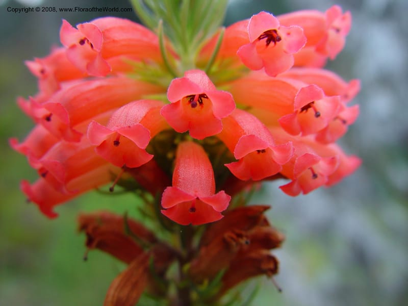 Erica longifolia. 96.0040--CA. UC Berkeley Bot. Gard.  11 Feb 03. 094.jpg