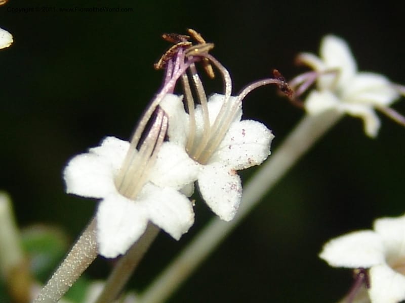 Clerodendrum, ZRogers1088--Madagascar. Ankorikakely Vil., Rd  to Sakalava Bay. 4 Nov 06. 218 (7).jpg