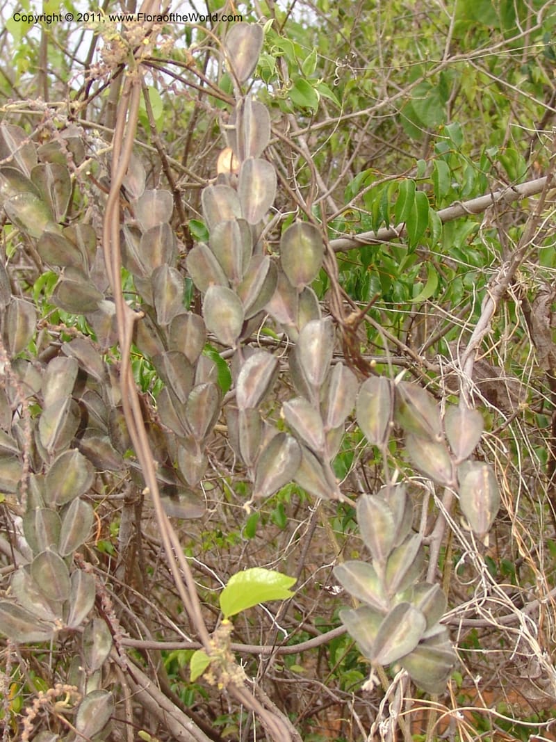 Dioscorea, ZRogers1149--Madag. Prov. Antsir. Sahafary, Analankary. 8 Nov 06. 537.jpg