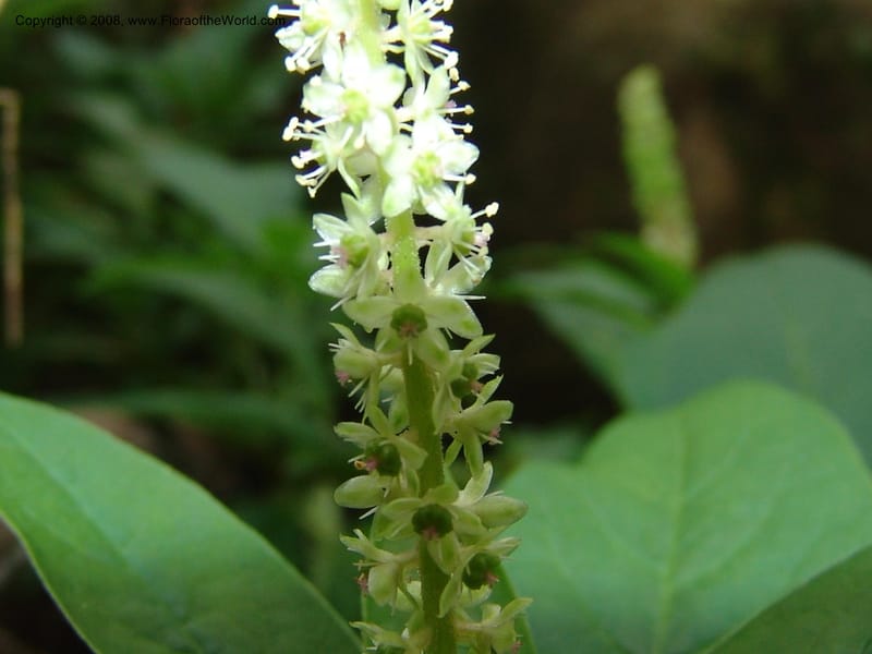 Phytolacca--So.Africa. KZN. Midl. Meand. Granny Mouse. 13 Mch 05. 128.jpg