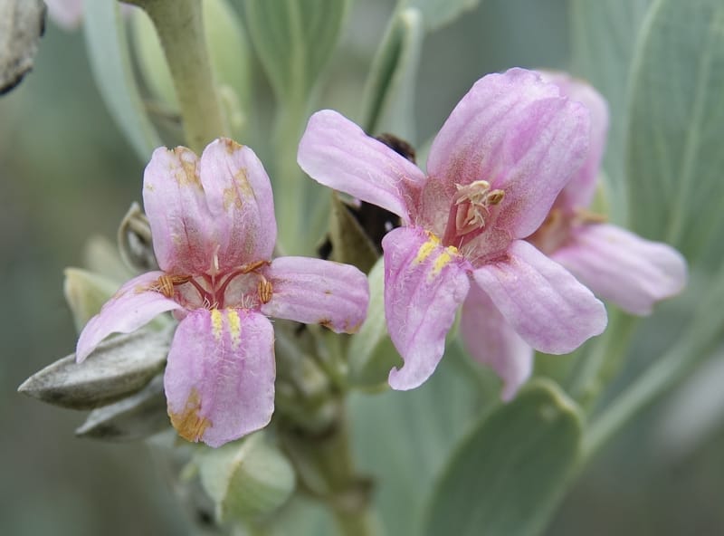 Petalidium ohopohense, L. Nanyeni 1285--Namibia. Hwy 3031. Odom 155. 31 Mar 2018. DSC04738 (8).JPG