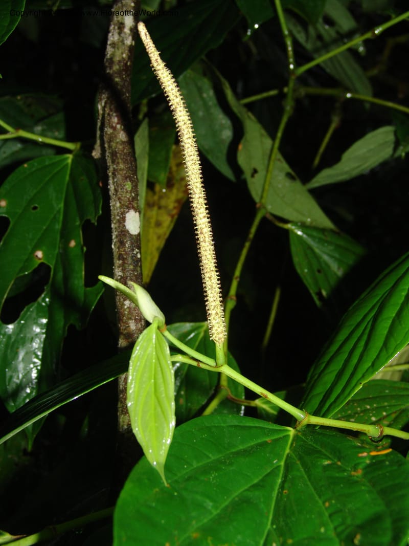 Piper crassinervium, AAraujoM1186--Bolivia. Pq. N. Madidi. Rio Tuichi, Rudidi Cr. 28 Nov 04. 181.jpg