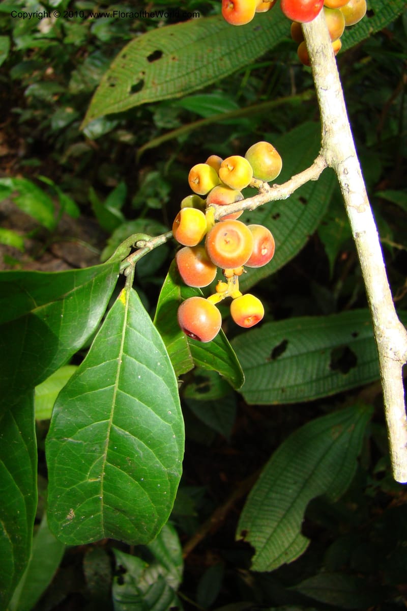 Sorocea, Vasquez 34748--Peru. Loreto. Dist. Nauta. Miraflores, Rio Tigre. 9 Nov 08. 269.jpg