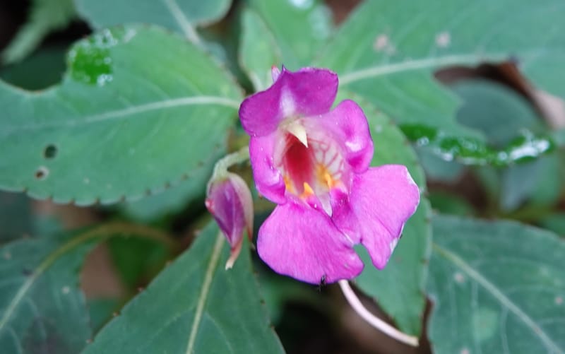 Impatiens bannaensis, D. Boufford 44157--China. Yunnan. Bu Long Shan. 6 May 2018. DSC02824 (270).JPG
