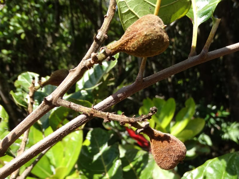 Cupaniopsis, Munzinger, J 7412--New Caledonia. Mont Dzumac. 12 Nov 2015. DSC01563 (397).JPG