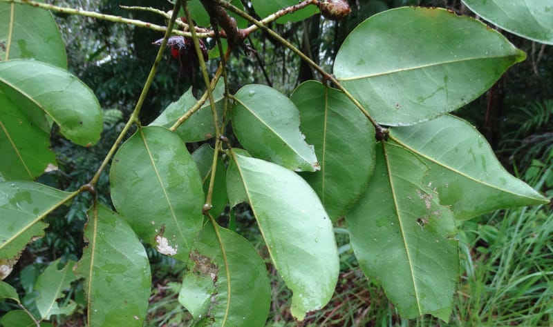 Lepidocupaniopsis concolor, Munzinger, J 7390--Fiji. Across the road from Waisali RF. 8 Nov 2015. DSC00330 (275).JPG