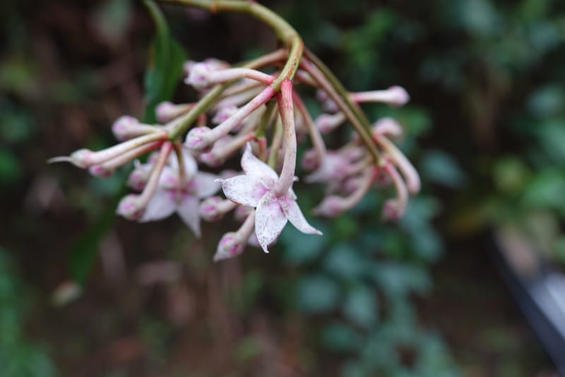 Ardisia virens, D. Boufford 44152--China. Yunnan. Bam Po village. 5 May 2018. DSC02406 (250).JPG