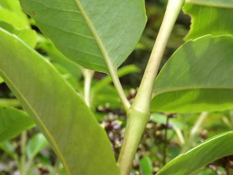 Polyscias joskei, Plunkett, C 3177--Fiji. Delaikoro Mtn. 3 Nov 2015. DSC08393 (64).JPG