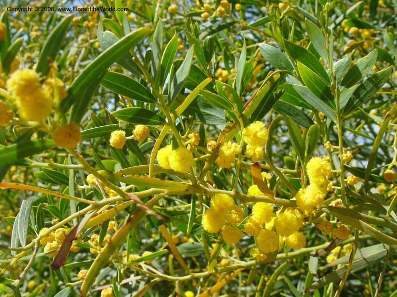 Acacia xanthina--Spain. Barcelona Botanic Garden. 19 Apr 04. 089.jpg