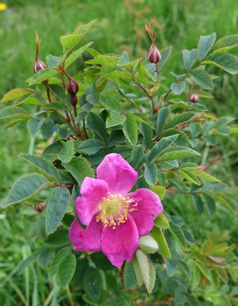 Rosa pendulina, Davidson, C 13265--Switzerland. Oberwald. Chapel St. Nikolas. 2 Jul 2016. DSC07728 (750).JPG