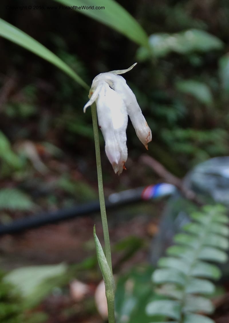 Burmannia longifolia, Davidson, C 12739--Sabah. Mt. Kinabalu. Bundu Tuhan Trail. 11 Oct 2014. DSC04153 (117).JPG