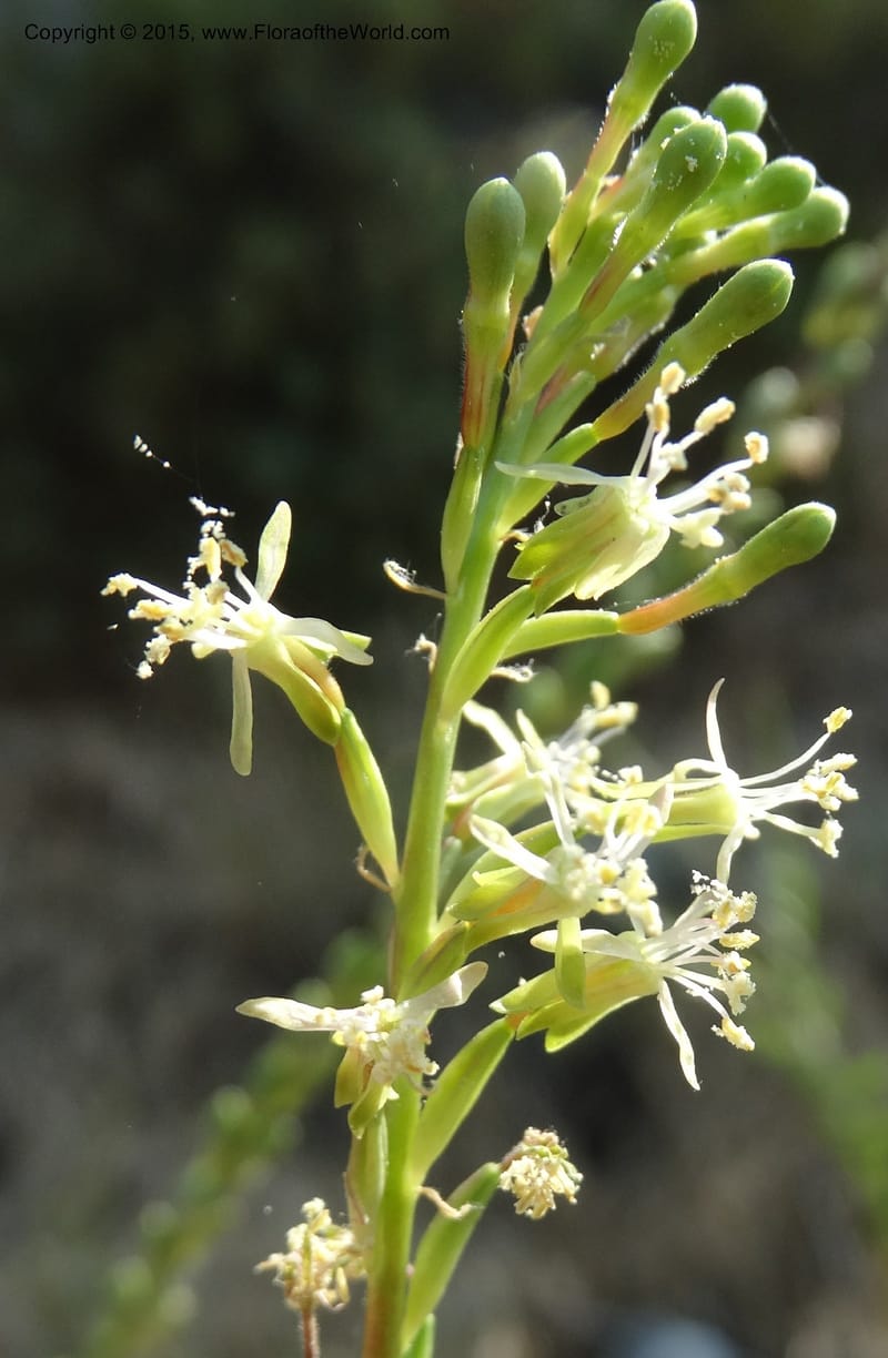 Gaura parviflora, Davidson, C 12604--ID. Idaho Co. North of Riggins. 16 Jul 2014. DSC00589 (29).JPG
