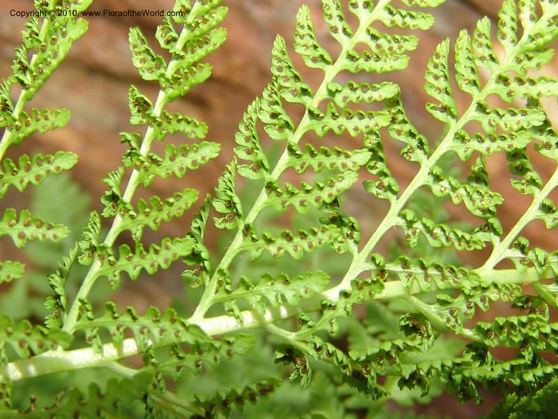 Athyrium alpestre v. americanum, CDavidson11134--Idaho Co. Hell's Can. Nat. Rec. Area. Heaven's Gate. 20 Jul 07. 127.jpg