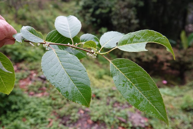 Ilex polyneura, D. Boufford 44125--China. Yunnan. Da Wei Shan. 2 May 2018. DSC01093 (323).JPG