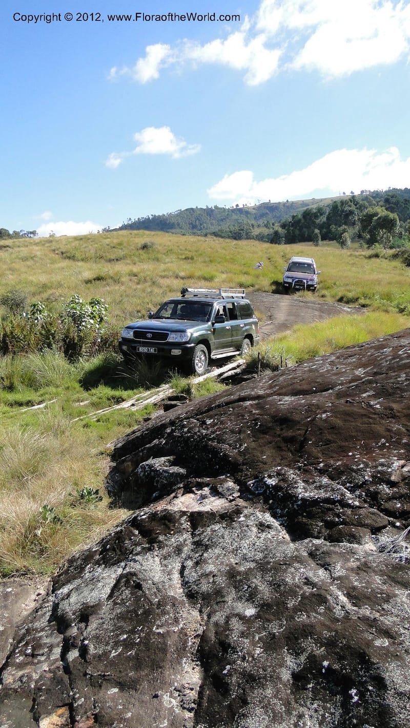 Madagascar. E of Ambositra toward Antoetra. 2 May 2010 032.jpg