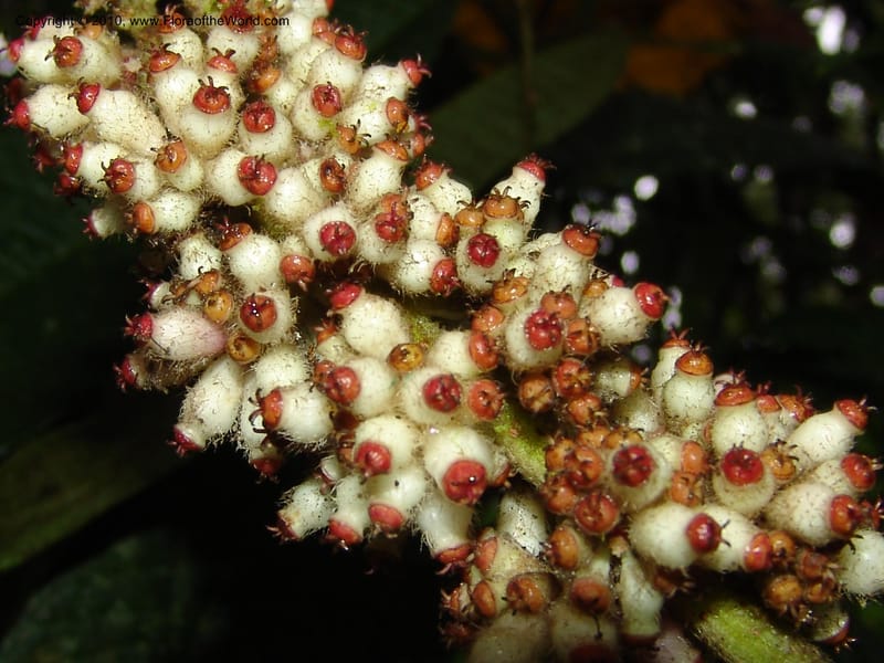 Schefflera lasiogyne, Croat 95708--Ecuador. Maquipucuna Biol. Res. Send. Princip. 11 Mar 06. 046 (2).jpg