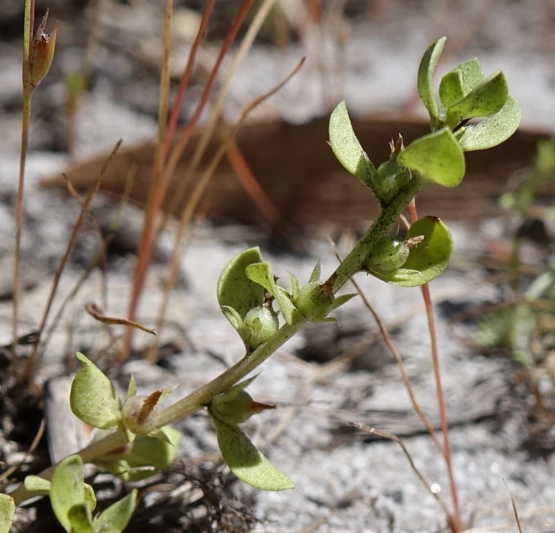 Lysimachia minima, Davidson, C 13325--Australia. Qld. Jacob's Well. 16 Oct 2016. DSC02498 (7).JPG