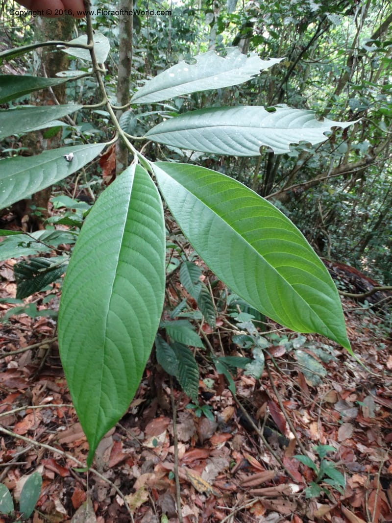 Praravinia creaghii, Davidson, C 12669--Sabah. Danum Valley. 4 Oct 2014. DSC01741 (55).JPG