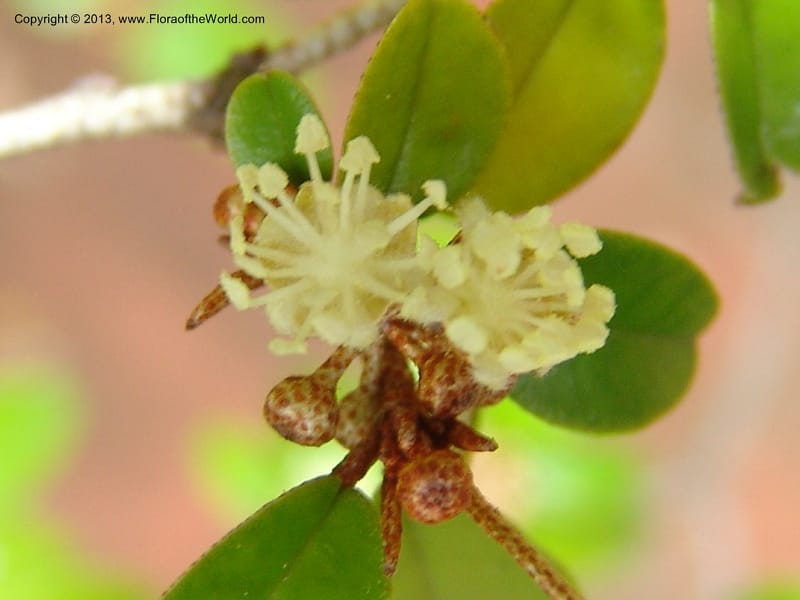 Croton pseudopulchellus--So.Africa. Durban Bot. Garden. 14 Mch 05. 166.jpg
