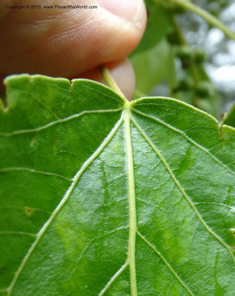 Populus, Boufford, D 43740--China. Sichuan. XinZhaZi Gou. 14 May 2014. DSC06426 (20).JPG